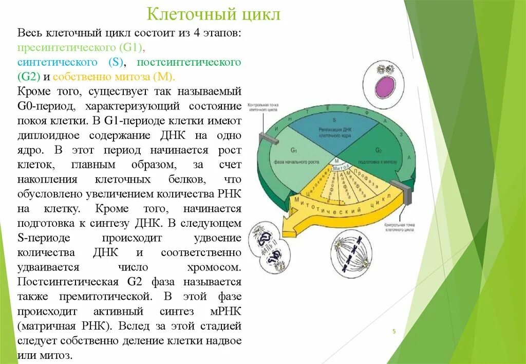 Большие циклы состоят из. Клеточный цикл состоит из. Клеточный цикл интерфаза. Постсинтетический период жизненного цикла клетки. Клеточный цикл состоит из 2 стадий.