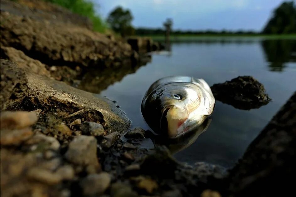 Рыба в озере. Загрязнение воды. Загрязнение воды рыбы. Рыбы в загрязненной воде.