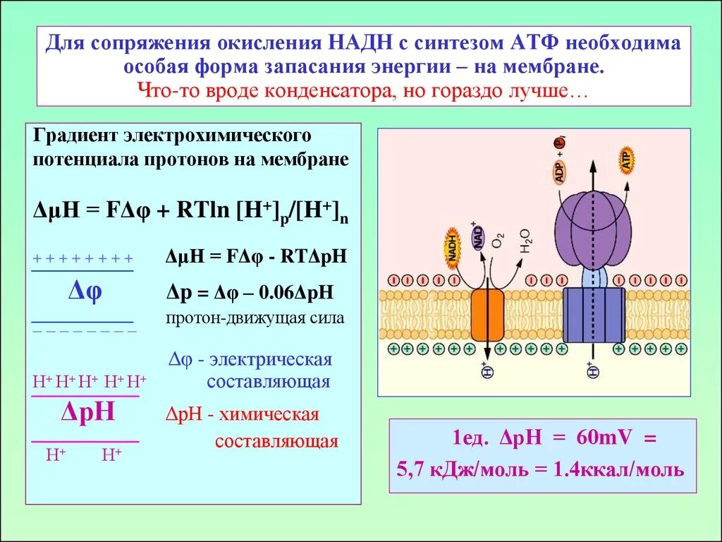 Использование энергии солнечного для синтеза атф. Электрохимический протонный градиент. Электрохимический градиент концентрации протонов. Разность химических потенциалов. Электрохимический градиент мембраны.