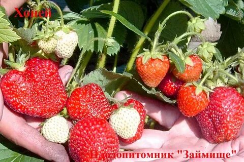 Клубника казань