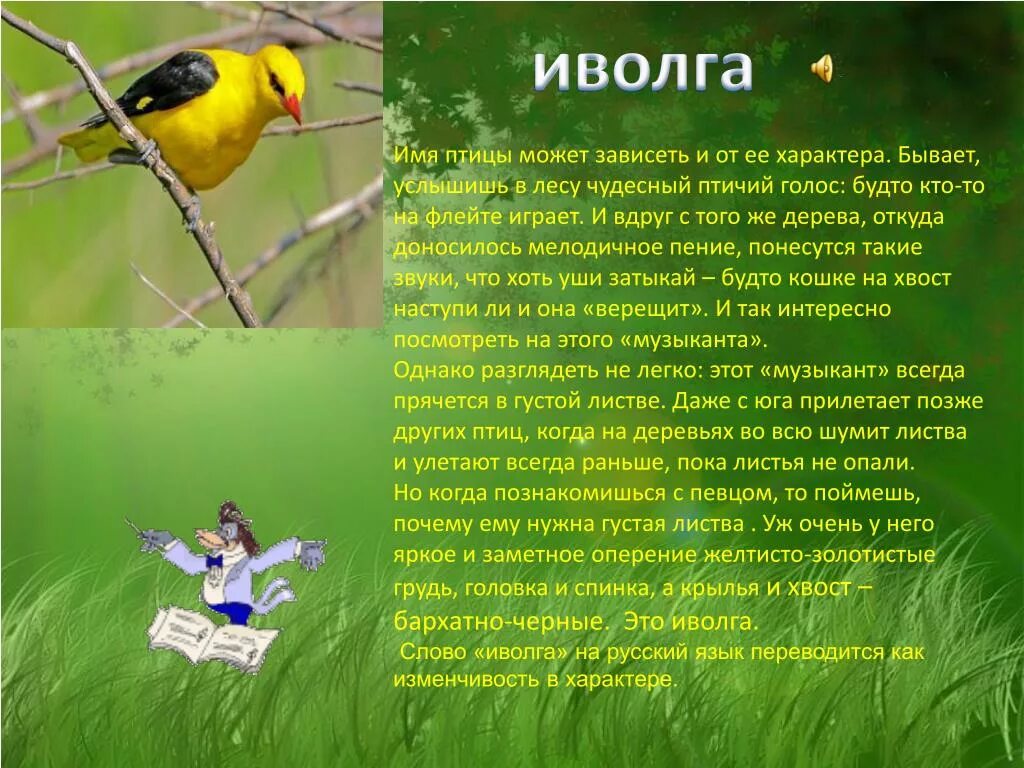 Описание птиц. Сообщение о птицах. Иволга птица описание. Доклад про Иволгу. Звуки птиц текст