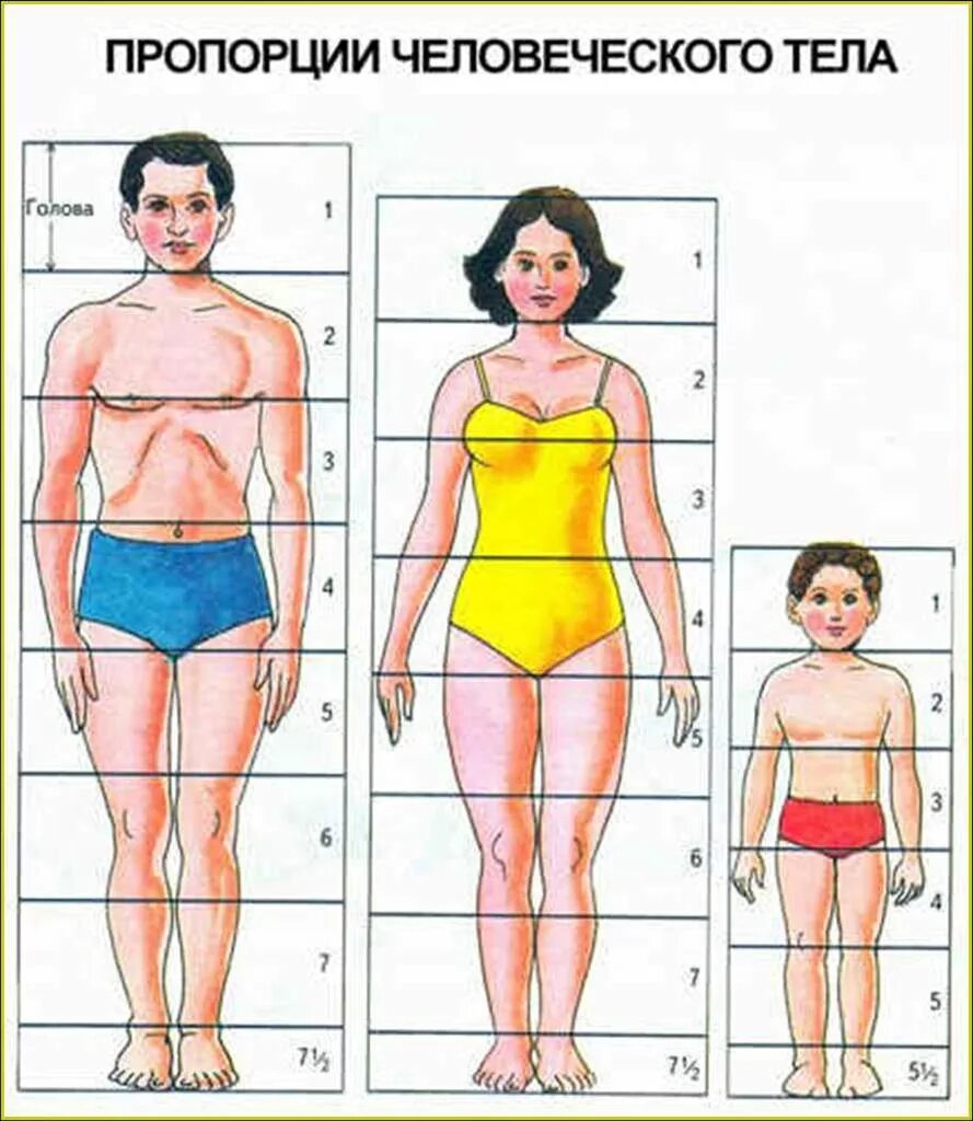 Пропорции человека. Пропорции фигуры человека. Пропорции женской, мужской и детской фигур. Пропорциональная фигура человека.