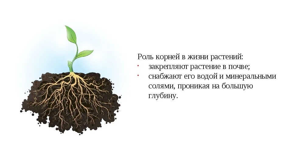 Роль корня в жизни растения. Роль почвы в жизни растений. Значение почвы в жизни растений.