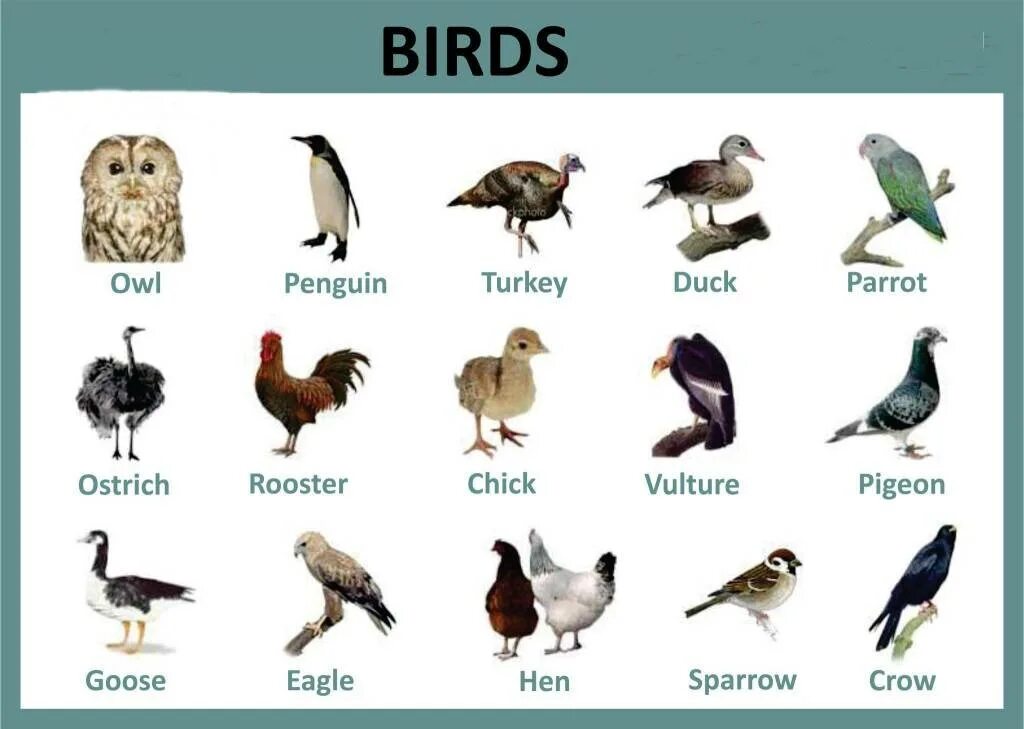 Говорящие птицы названия. Птицы на английском. Виды птиц на английском языке. Название птиц. Названия птиц на англ.