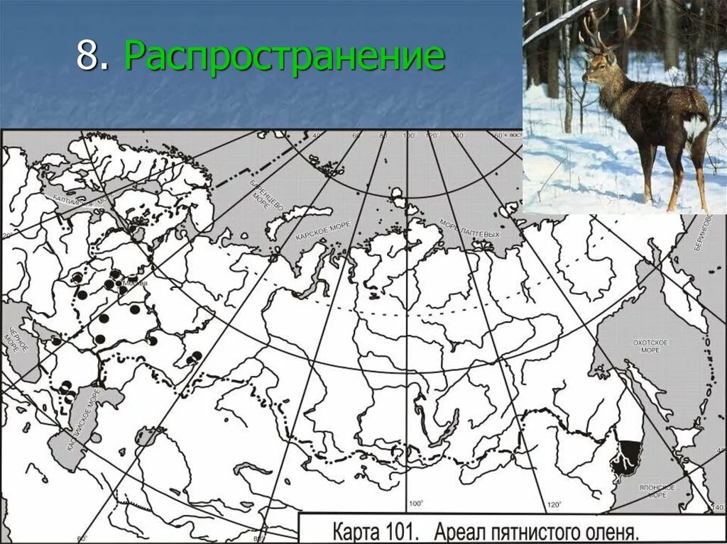 Ареал обитания Северного оленя. Пятнистый олень место обитания на карте. Ареал пятнистого оленя в России. Пятнистый олень ареал обитания.