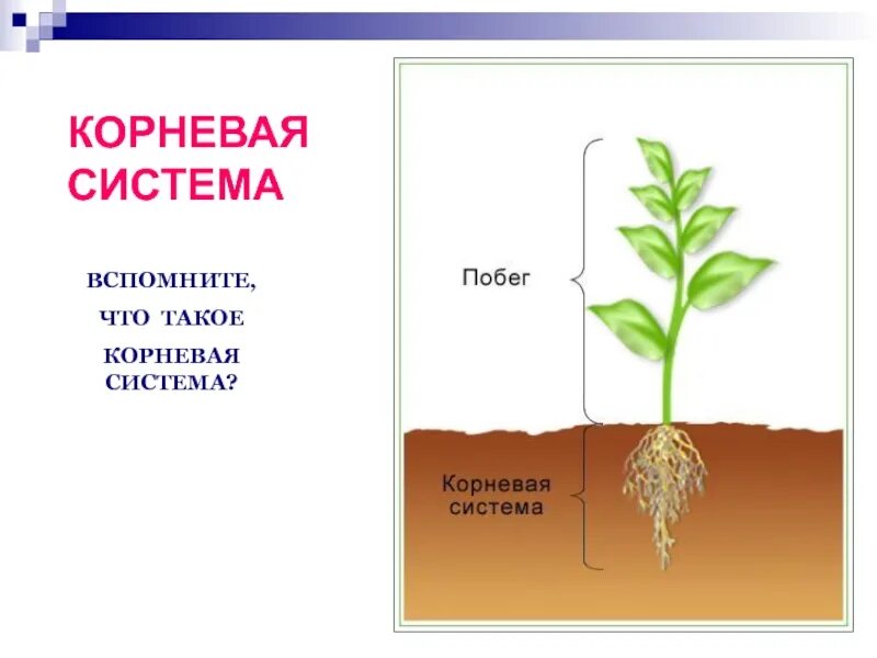 1 побег это часть корня. Побег и корневая система. Корень и побег растения. Корневые системы растений. Цветок побег корень.