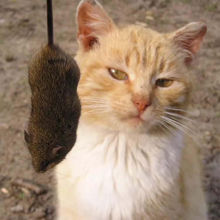 Пока говориться. А вот и я кошка. Я поймал мышь. Ах ты зверь ты зверина. Напугал кота сосиской.
