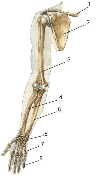 Скелет верхней конечности биология 8 класс. Скелет верхней конечности человека биология 8. Скелет пояса верхних конечностей (плечевого пояса). Скелет верхней конечности человека биология 8 класс. Скелет верхних конечностей скелет плечевого пояса