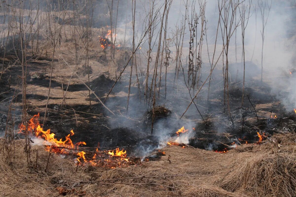 Мониторинг лесных пожаров. Мониторинг лесопожарной обстановки. Лесные пожары сегодня. Лесные пожары в Якутии. Наземный мониторинг лесных пожаров.