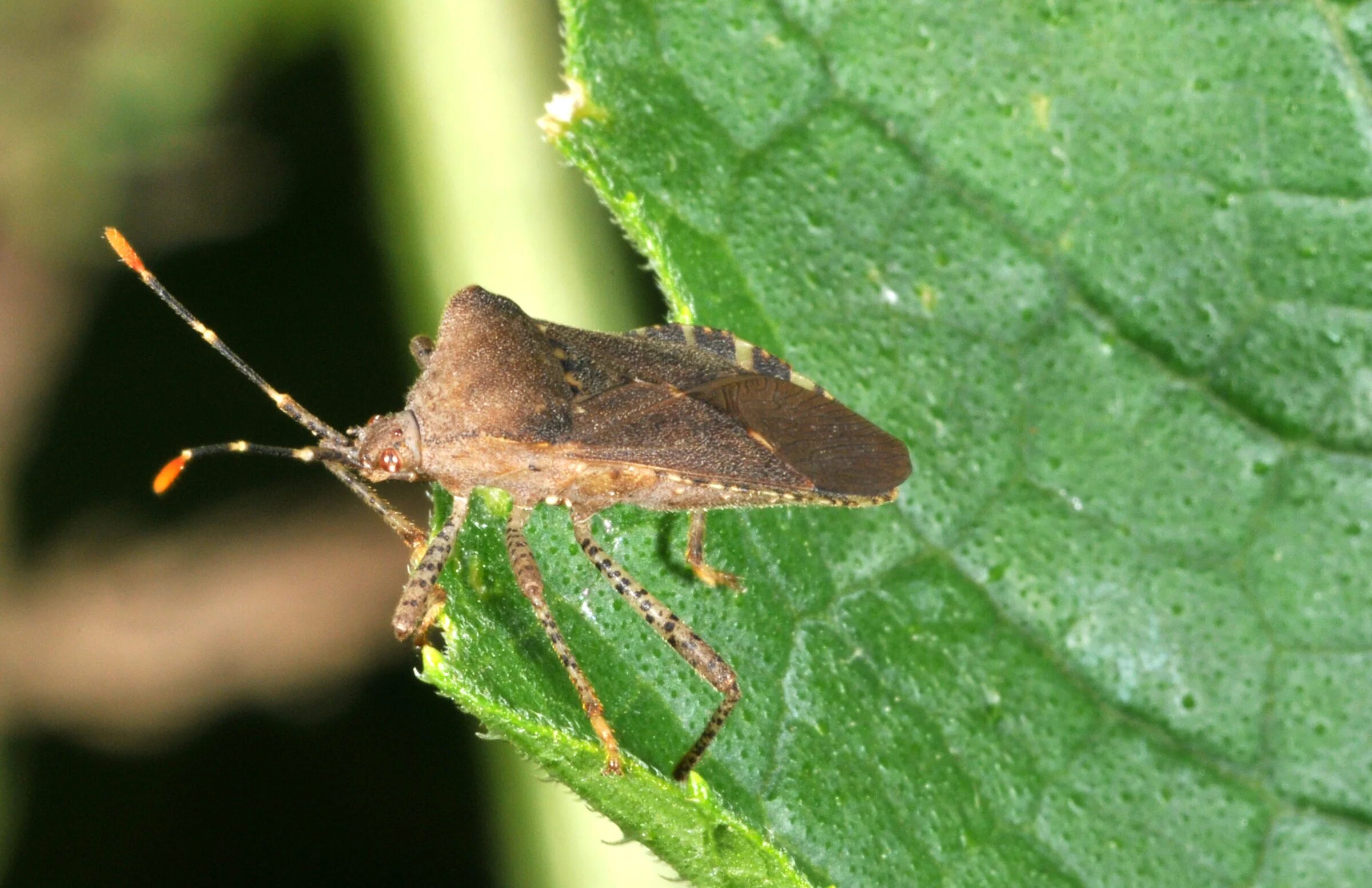 Mine bug. Личинка hemiptera. имаго (энтомология). squash bug. gonocerus.