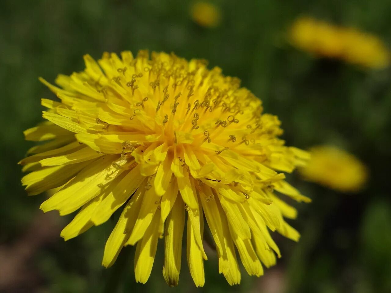 одуванчик астровые. одуванчик растения одуванчик лекарственный сложноцветные. одуванчик растения одуванчик лекарственный сложноцветные. одуванчик семейство сложноцветные. одуванчик лекарственный, аптечный (taraxacum officinale wigg).