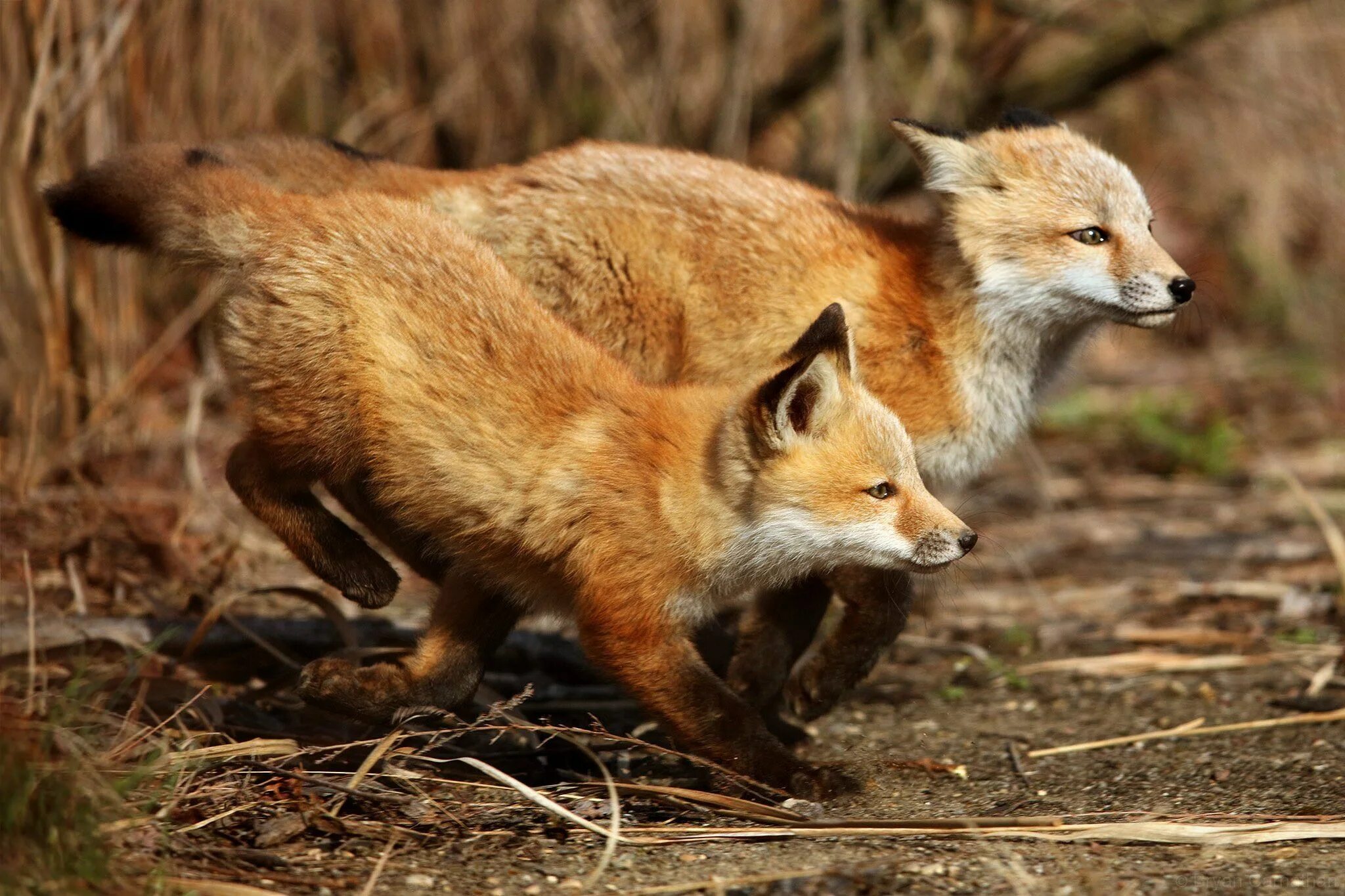 Лиса. Рыжие лисы. Красная лиса. Лиса с лисятами. Fox ii