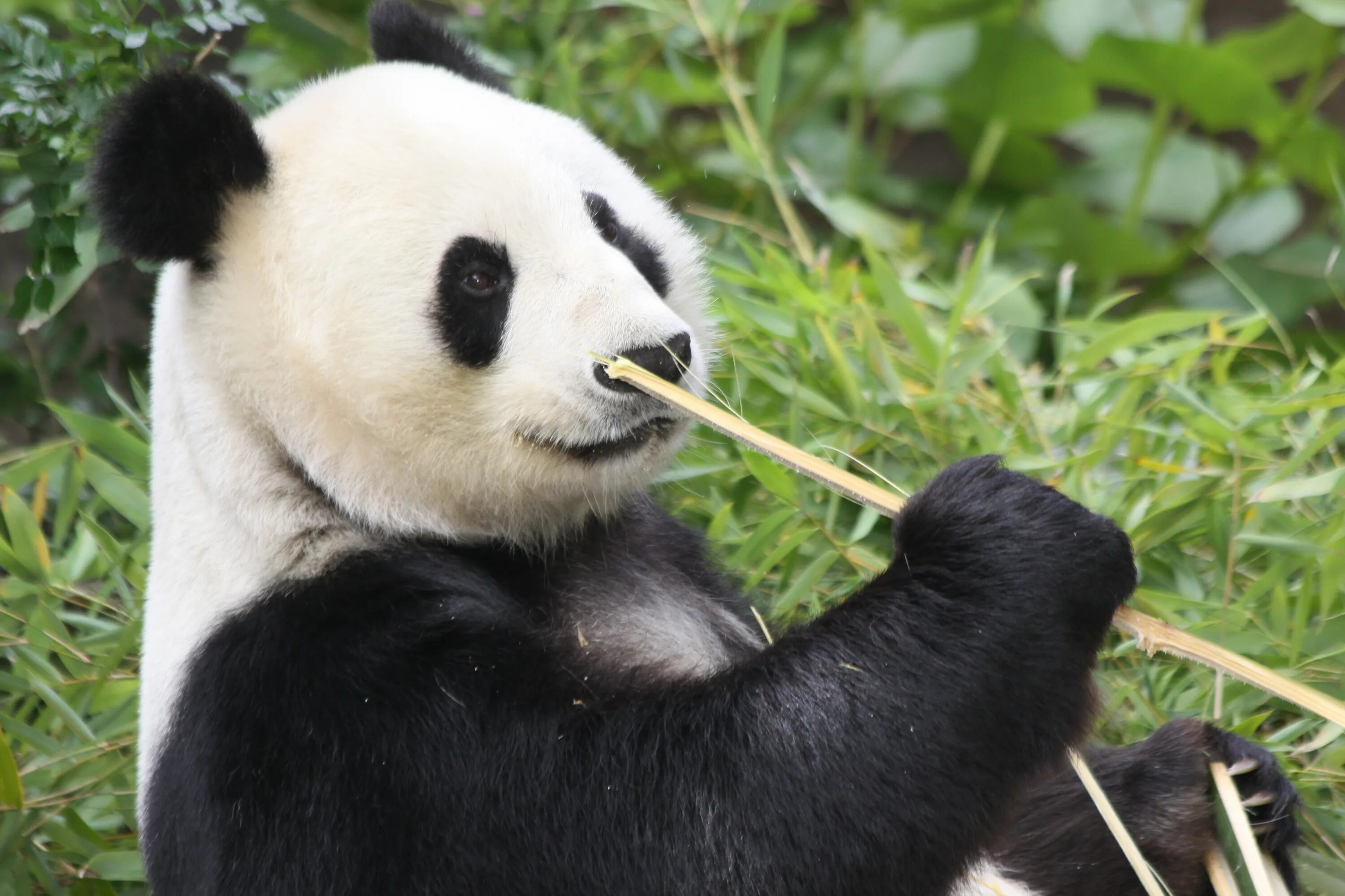 Pandas download