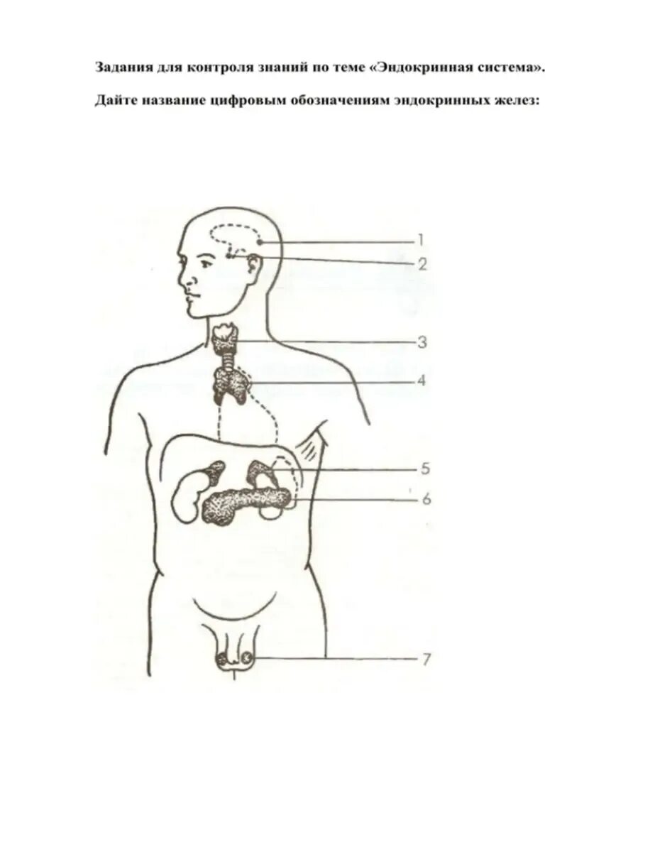 Тест по теме железы. Эндокринная система биология схема. Эндокринная система человека схема без подписей. Железы эндокринной системы схема. Железы внутренней секреции ЕГЭ.