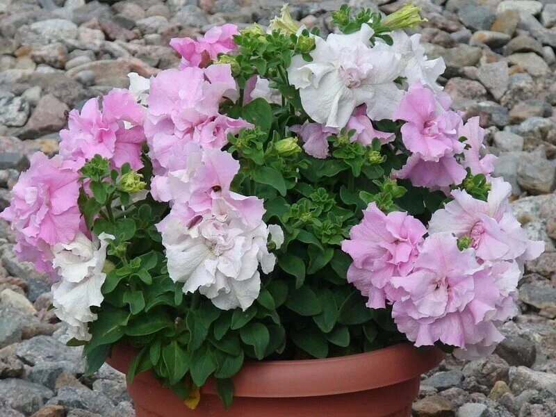 Петуния дабл каскад орхид мист. Петуния дабл каскад орхид мист f1. Петуния дабл каскад орхид мист f1. Петуния каскад орхид мист. Петуния махровая дабл каскад орхид мист.