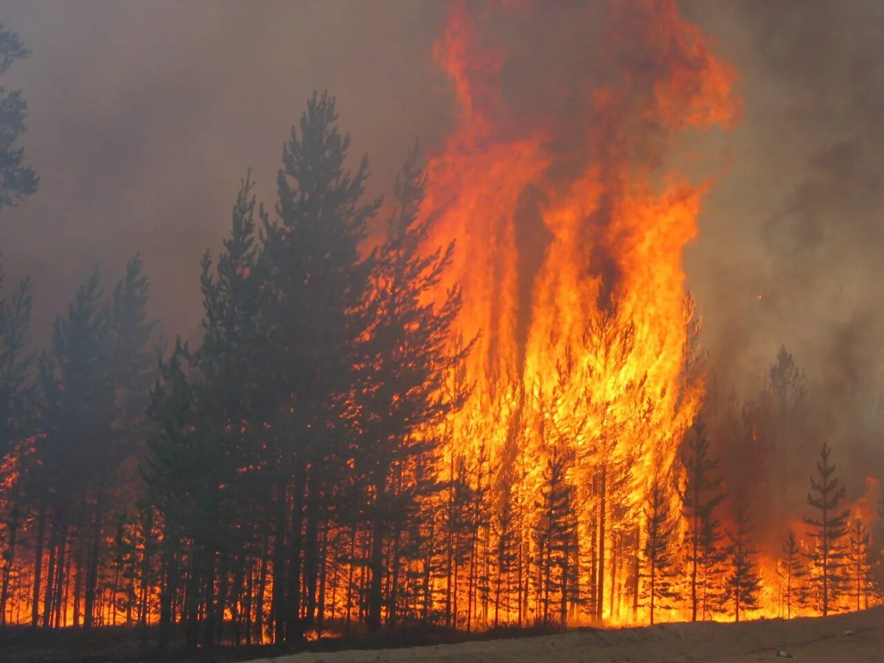 Верховой Лесной пожар. Верховой пожар в лесу. Лес в огне. Лес после верхового пожара. Лесная сгорела