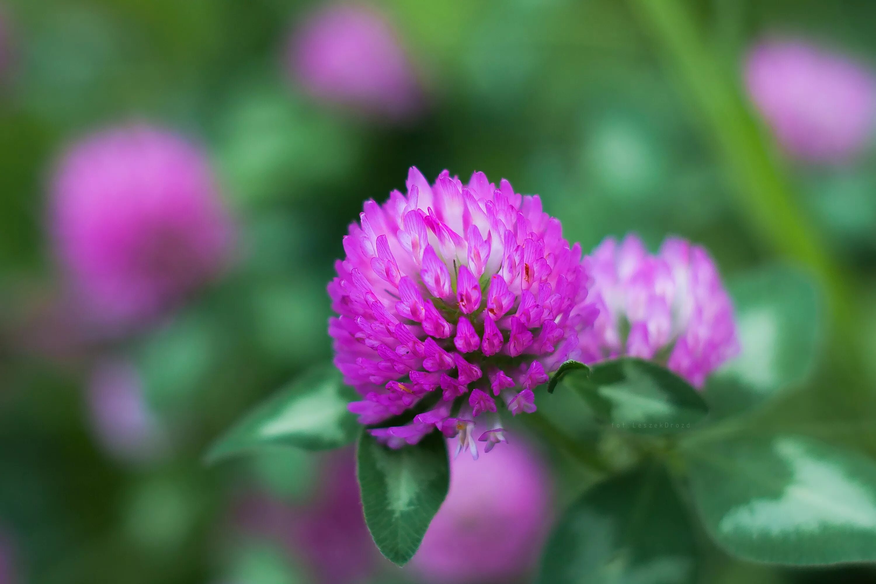 Клевер растение фото. Красный Клевер Trifolium pratense. Клевер Луговой (Trifolium pratense). Клевер красный (Trifolium Rubens). Клевер Луговой голубой.