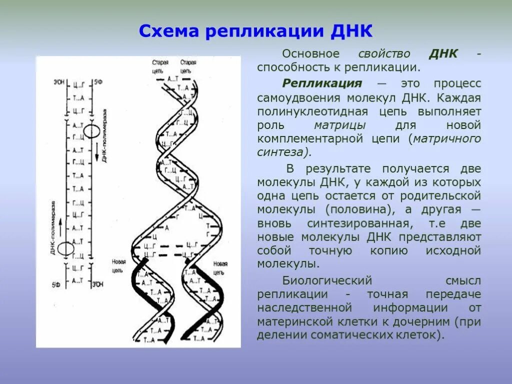 Днк 03.04 2024. Основные процессы репликации ДНК. Схема репликации ДНК биохимия. Схема процесса репликации ДНК. Репликация ДНК. Этапы процесса репликации ДНК.