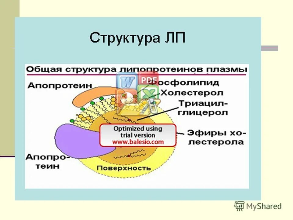 Нарушение обмена липопротеидов. Презентация переваривание липидов биохимия. Обмен липопротеидов. Апопротеины липопротеидов. Гликолипиды и липопротеиды.