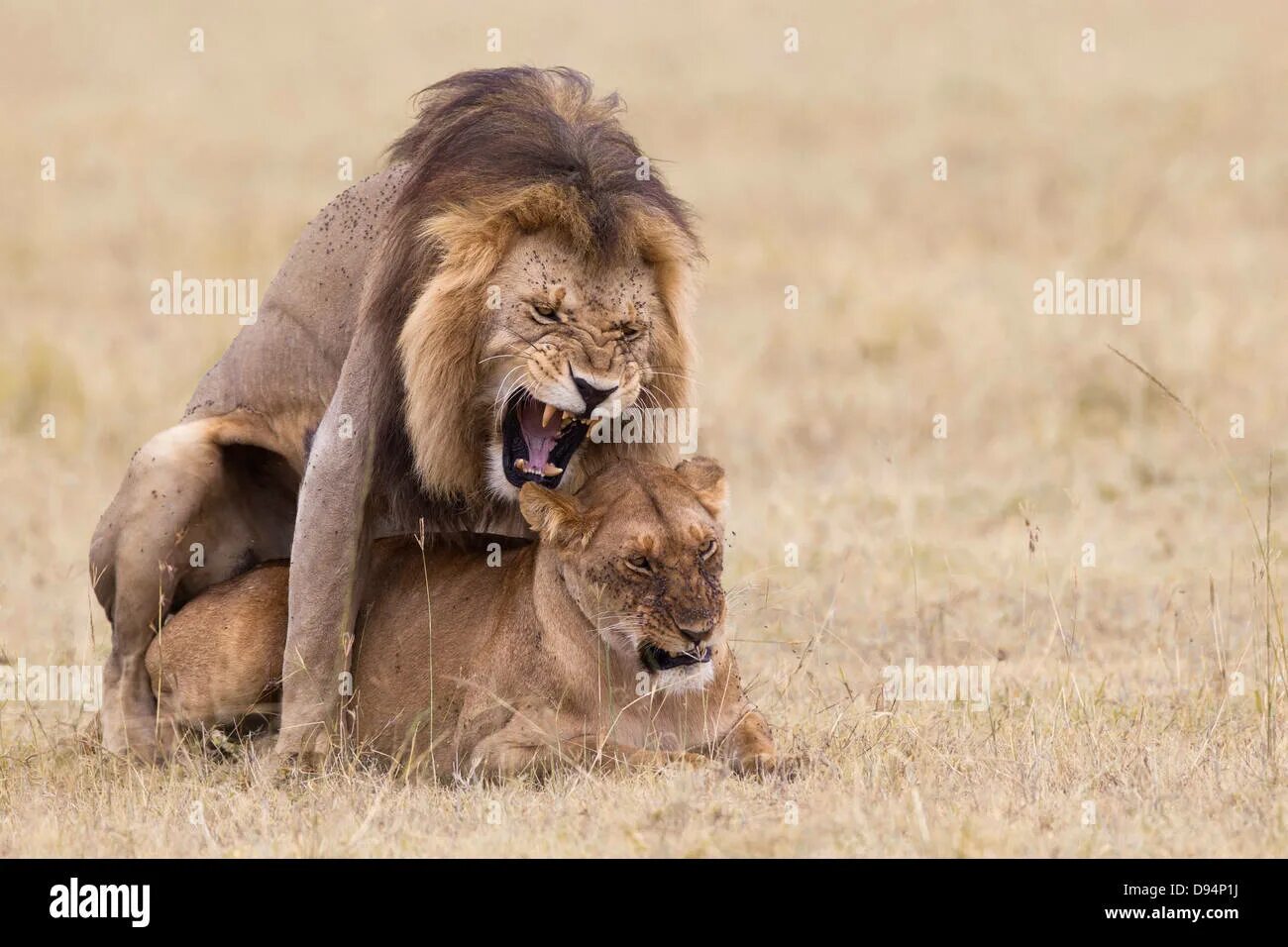Mating men. Lion mating. лев атлас.