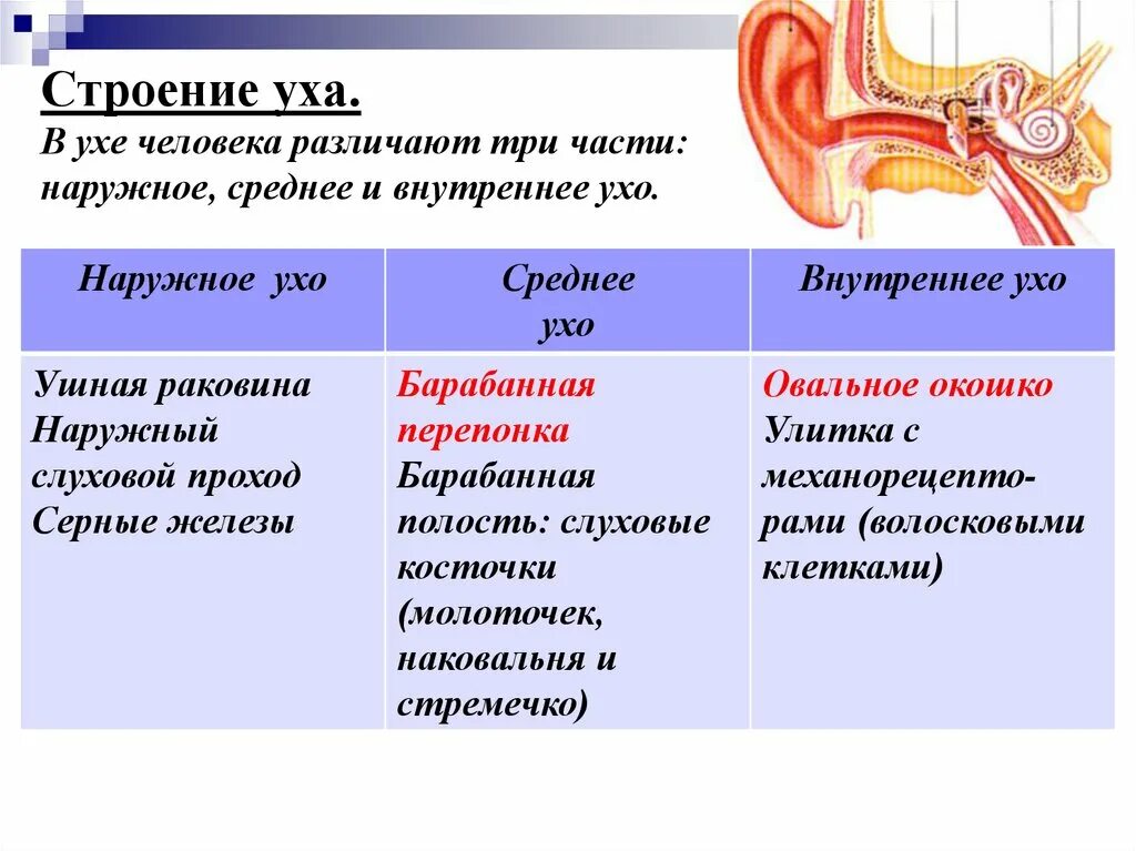 Характеристика уха человека. Орган слуха состоит из наружного среднего и внутреннего уха. Строение наружного уха среднего уха и внутреннего уха. Строение наружного среднего и внутреннего уха. Строение наружного среднего и внутреннего уха человека.