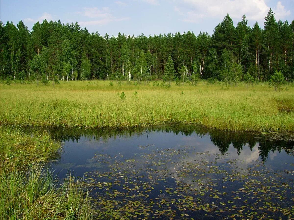 Мордовия природная зона какая. Заповедник Смольный Мордовия. Национальный парк Смольный. Мордовский национальный парк Смольный лес. Заповедная Мордовия Смольный.