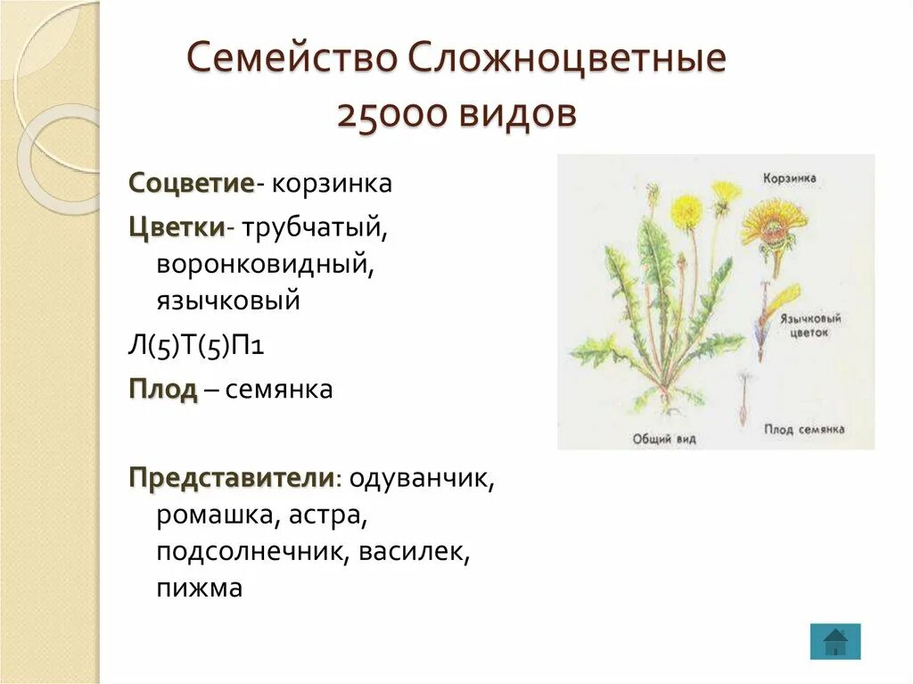 Жизненная форма большинства сложноцветных. Семейство Сложноцветные Астровые таблица. Семейство Сложноцветные соцветие. Строение соцветия сложноцветных растений. Семейство Астровые схема.