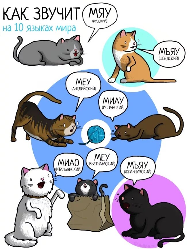 Кот на разных языках. Кошка на других языках. Мяу на разных языках. Звуки животных на разных языках. Звучат одинаково на всех языках