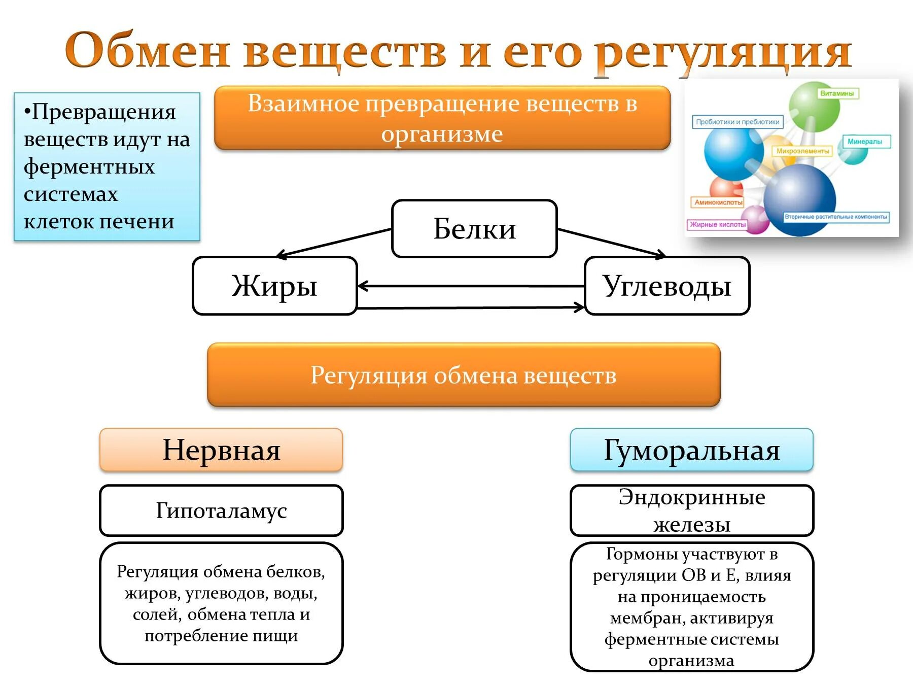 Преобразование белка. Схема превращения белков жиров углеводов в организме. Обмен веществ.основные процессы обмена веществ в организме.. Обмен веществ и энергии обменные процессы в организме. Схема обмена веществ в организме метаболизм.