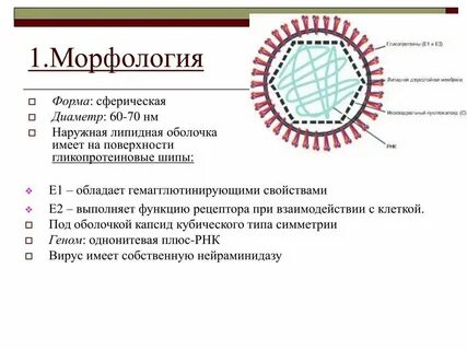 Вирус краснухи микробиология