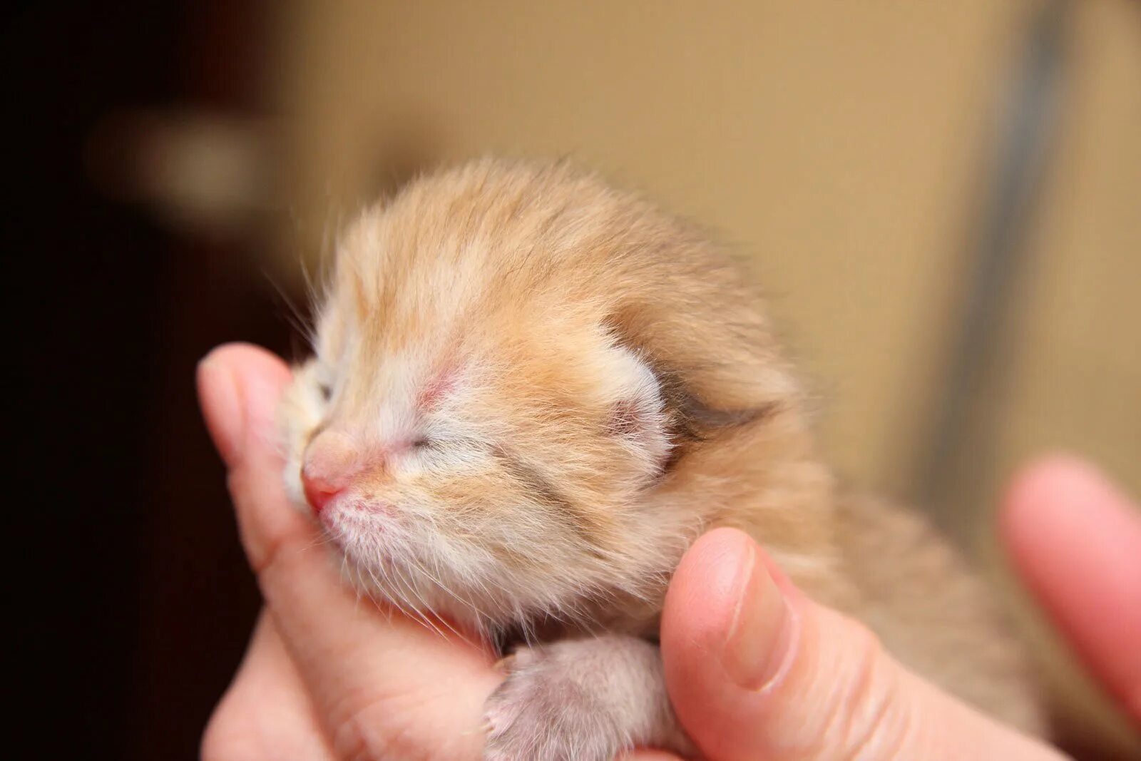 Маленьких котят побыстрее. Маленький котенок. Новорожденные котята. Слепые котята. Новорожденный котенок.