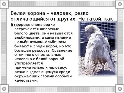 Быть белой вороной значение