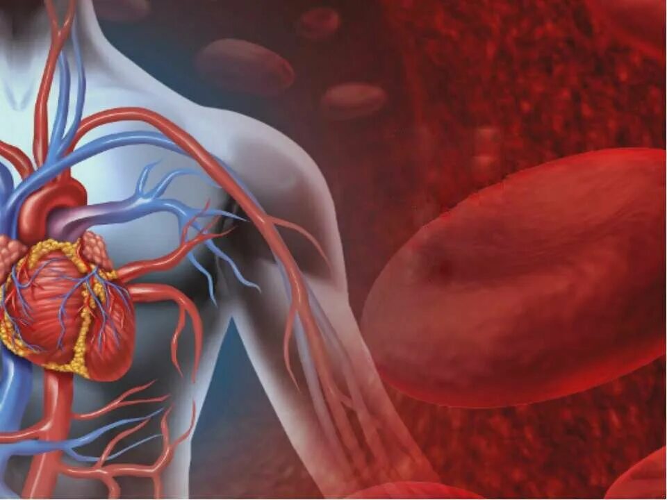 Заболевание крови вен. Сердечно сосудистая система. Сердечкососудестая система. Сосуды сердца. ССС сердечно сосудистая система.