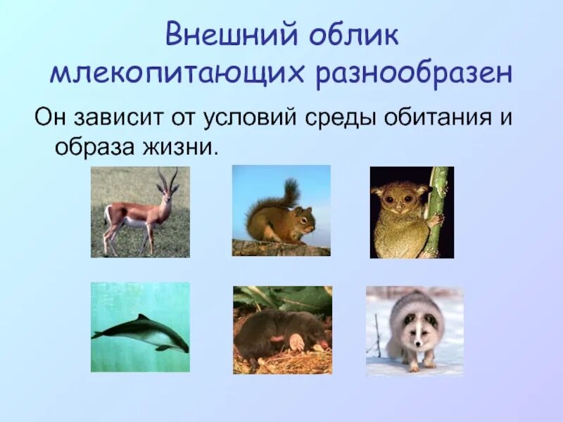 Среда обитания млекопитающих. Разнообразие млекопитающих. Млекопитающие презентация. Млекопитающие животные презентация.