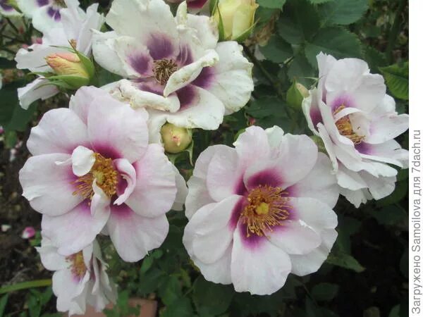 фо ю отзывы. фо ю отзывы. фо ю отзывы. фо ю отзывы. фо ю отзывы.