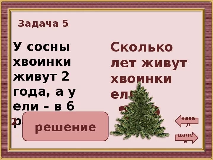 Продолжительность жизни хвои ели. Продолжительность жизни хвоинок у ели. Продолжительность жизни хвои сосны и ели. Сколько лет живет хвоя у ели.