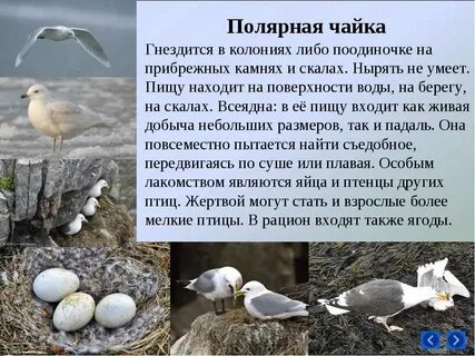 Рассказ под чаек