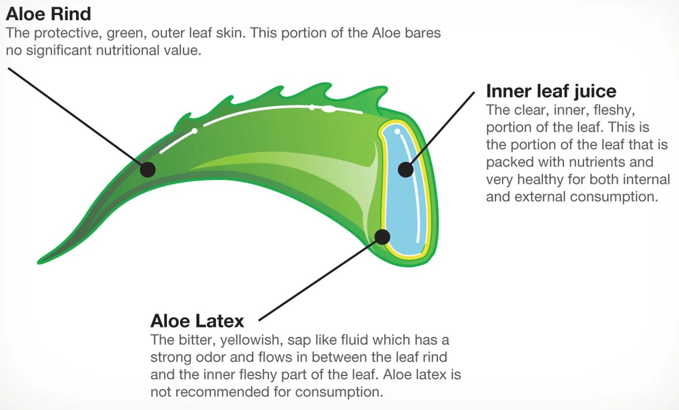 Клетки алоэ. Внутреннее строение алоэ. Строение листа алоэ схема.