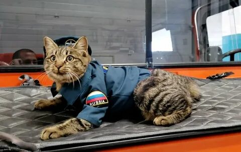 Кошачьи спасатели