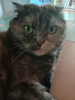 Кошка буся дзен