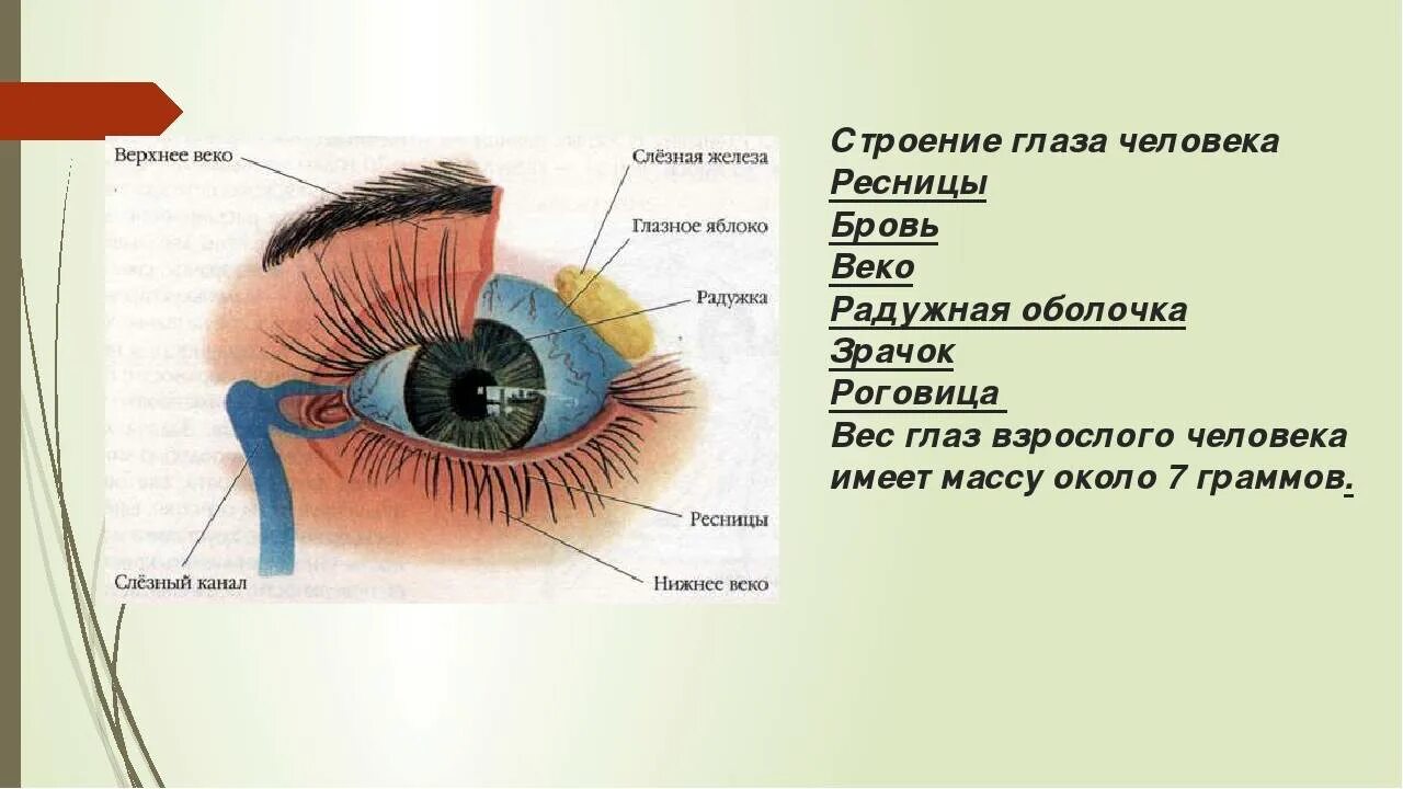 Нижнее 3 веко. Строение глаза спереди. Глаз строение глаза. Строение человеческого глаза. Строение века глаза.