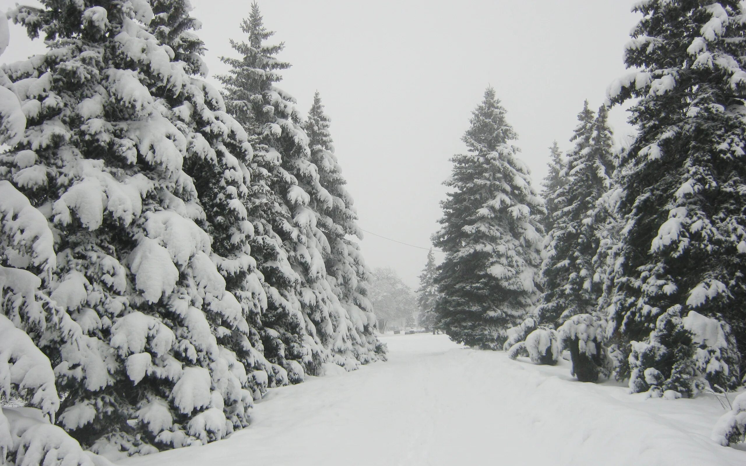 Снег лежит на елях. Елка в лесу зимой. Зимний лес из елок. Елка зимой в снегу. Зима ели в снегу.