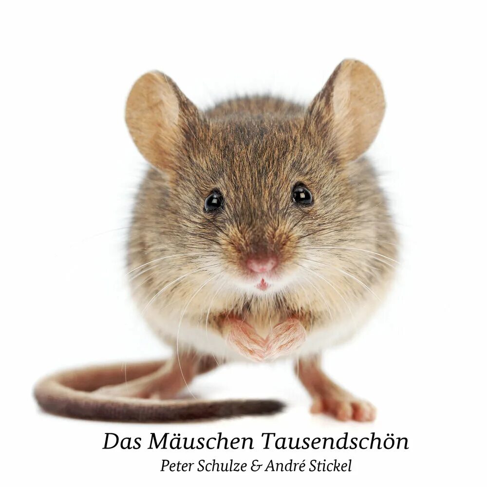 This is my мышь. Мышка на белом фоне. Mouse. Крысы с компьютерной мышью. This is my мышь.