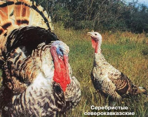Индюки порода северокавказская бронза. Индюк северокавказская широкогрудая. Индейка северокавказская бронзовая. Индюки порода северокавказская бронза. Индюк северокавказская широкогрудая.