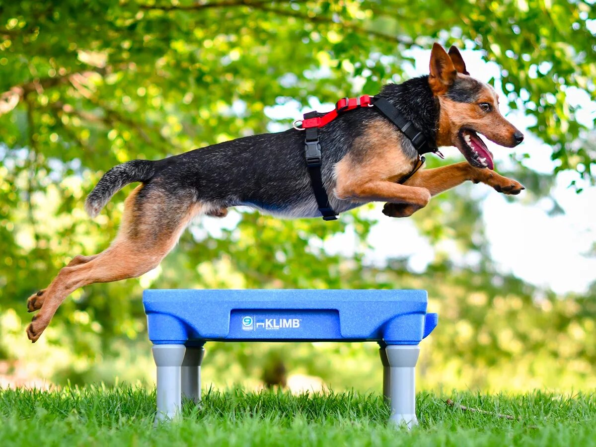 Дог пуллинг. Dog Walking harness. FITDOG фото. Dog Training form.