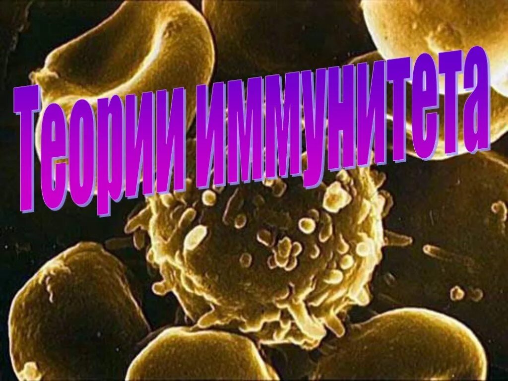 Мечников учение о клеточном иммунитете. Фагоцитарная теория иммунитета Мечникова. Фагоцитарный иммунитет Мечникова. Клеточная (фагоцитарная) теория иммунитета. Инструктивная теория иммунитета.