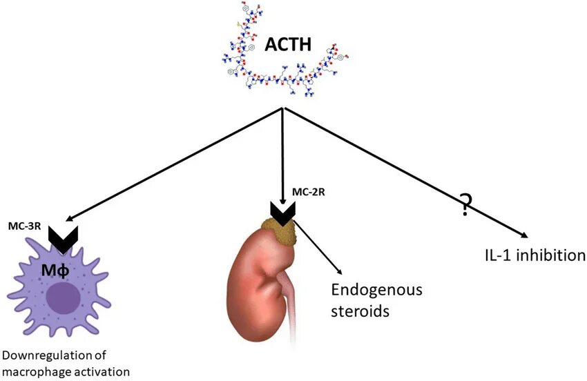 ACTH. ACTH Effect. Endogenous Pain inhibition. Стероид-зависимый менингоартериит. Кортизол низкий у мужчин