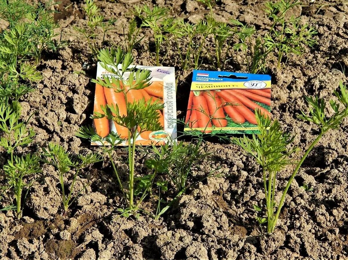 Посадка моркови весной в открытый грунт. Морковь на грядке. Всходы сортовой моркови. Посев моркови.