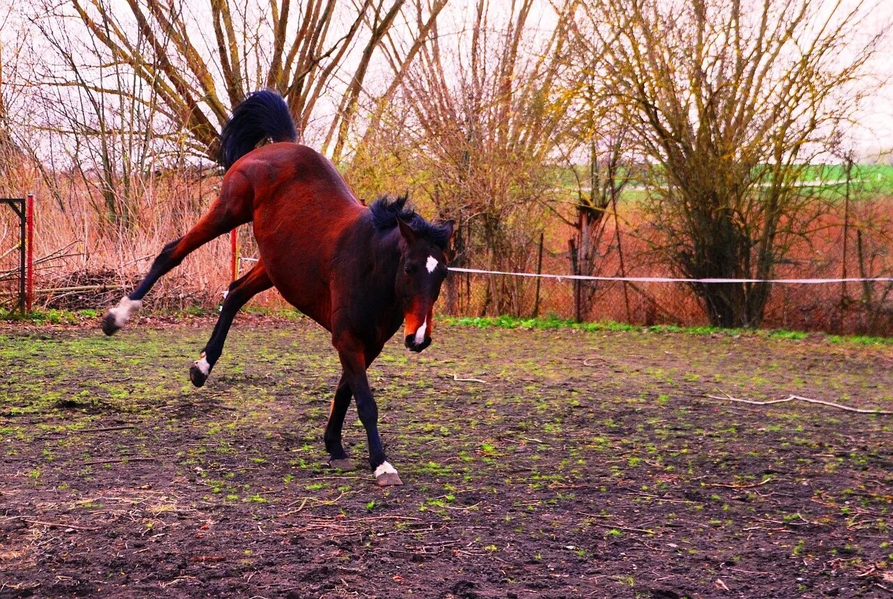 Тинкер порода лошадей усы. Horse out. Грива ландшафт. Цыганский ваннер усы. Тренинг лошадей на корде.