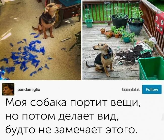 Как побитая собачонка значение